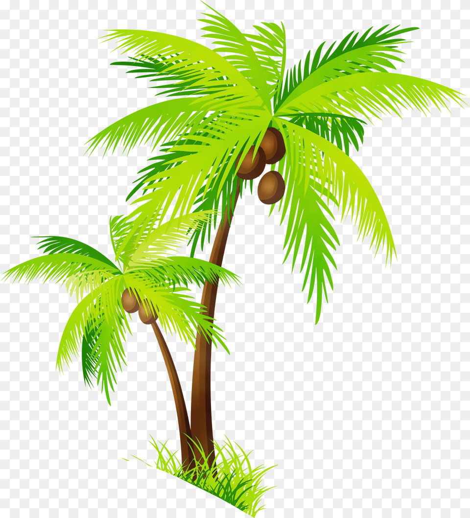 Portable Network Graphics Palm Trees Coconut Tree Clipart Free Png