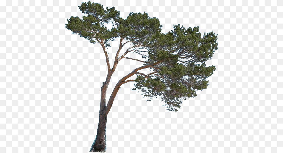 Portable Network Graphics Pond Pine, Plant, Tree, Tree Trunk, Oak Free Png