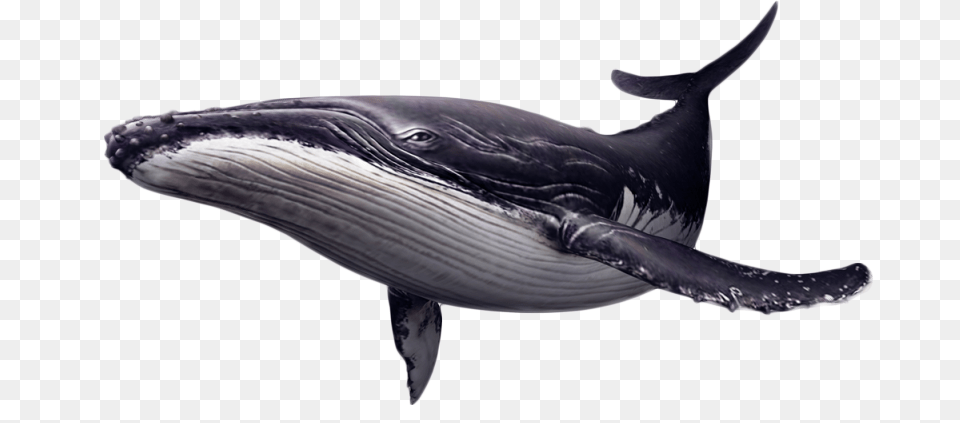 Portable Network Graphics Whales Clip Art Image Killer Humpback Whale, Animal, Mammal, Sea Life, Fish Free Transparent Png