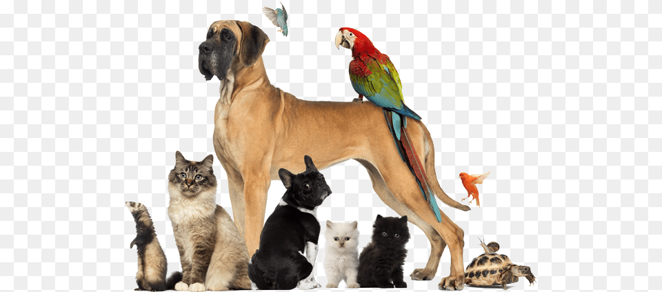 Portal Login Dogs Cats And Other Pets, Animal, Sea Life, Reptile, Pet Free Png Download