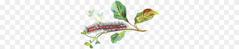 Porthesia Similis Caterpillar, Leaf, Plant, Animal, Invertebrate Free Png