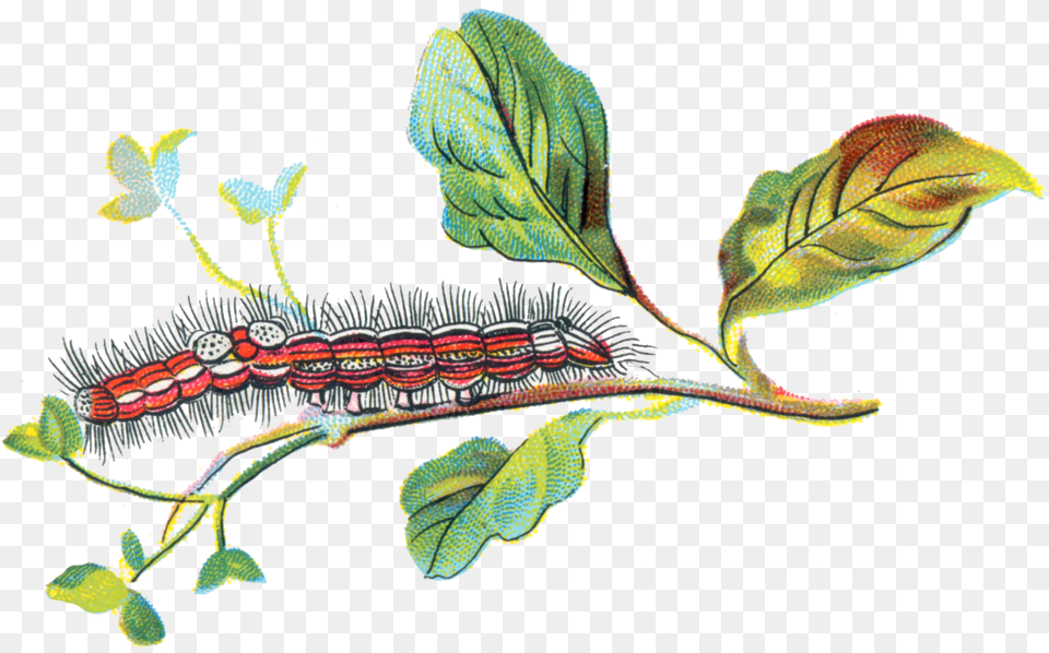 Porthesia Similis Caterpillar Caterpillar, Leaf, Plant, Animal, Invertebrate Png