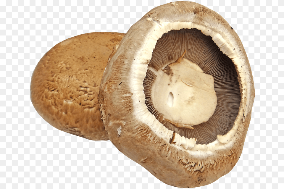 Portobello Portobello Mushroom Background, Fungus, Plant, Agaric, Amanita Png