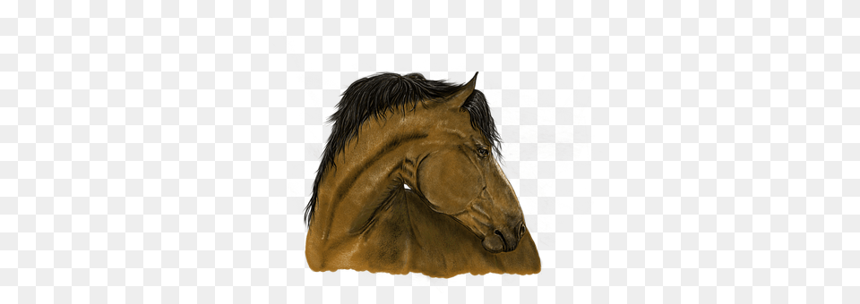 Portrait Animal, Colt Horse, Horse, Mammal Free Png Download