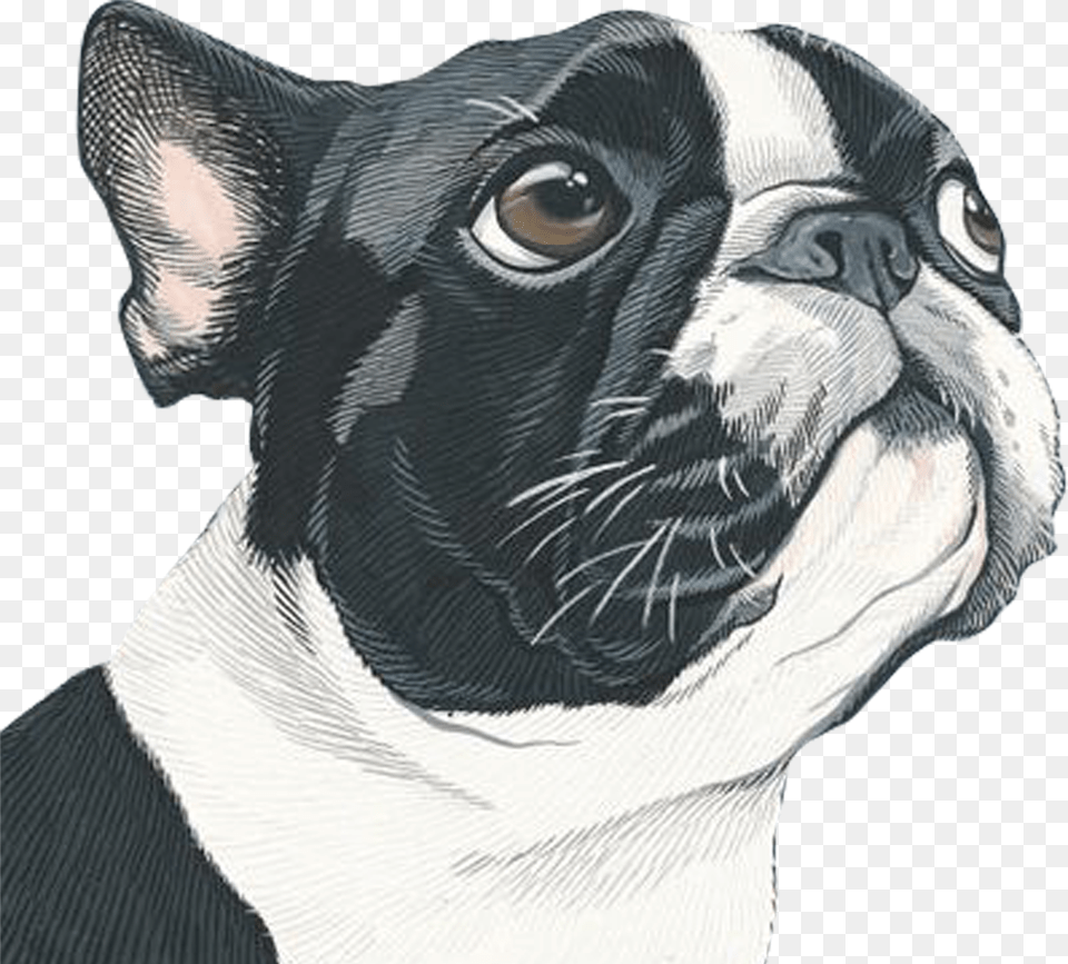 Portrait Art Painting Dog Illustration Download Artby Manda Png