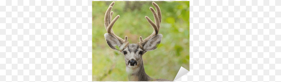 Portrait Of Mule Deer Buck With Velvet Antler Poster Mule Deer, Animal, Mammal, Wildlife, Antelope Png Image