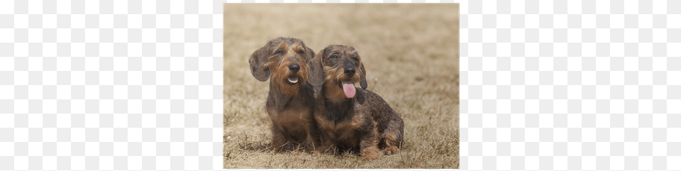 Portrait Of Two Dogs Breed Wire Haired Dachshund Poster Dachshund, Animal, Canine, Dog, Mammal Png