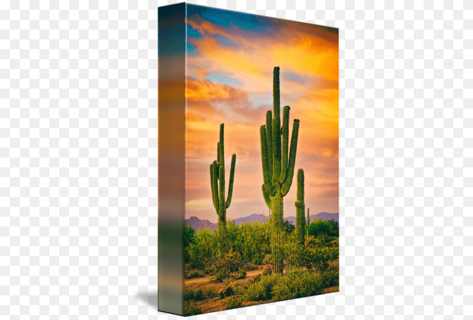 Portrait Scenic View Of The Southwest Sonoran Desert Gallery Wrapped Canvas Art Print 7 X 10 Entitled Arizona, Cactus, Plant Free Transparent Png