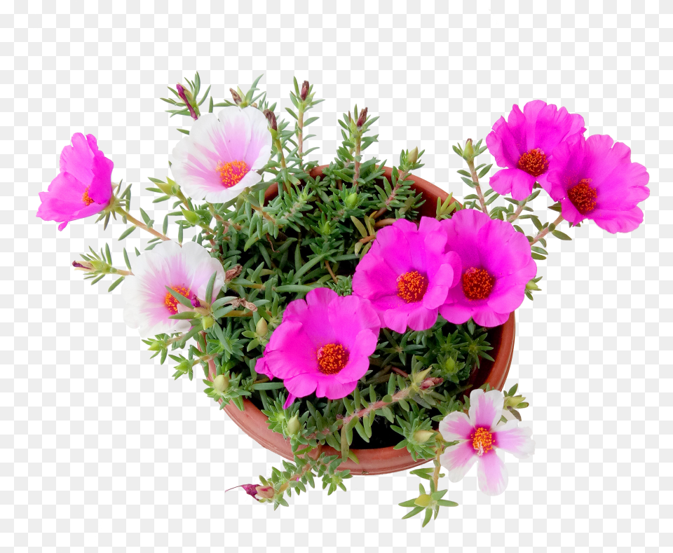 Portulaca Flower Japanese Rose Flower, Anemone, Flower Arrangement, Flower Bouquet, Geranium Free Png Download