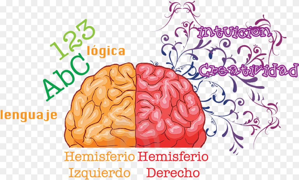 Posicionamiento Web Asturias Human Brain, Reef, Animal, Water, Nature Png Image