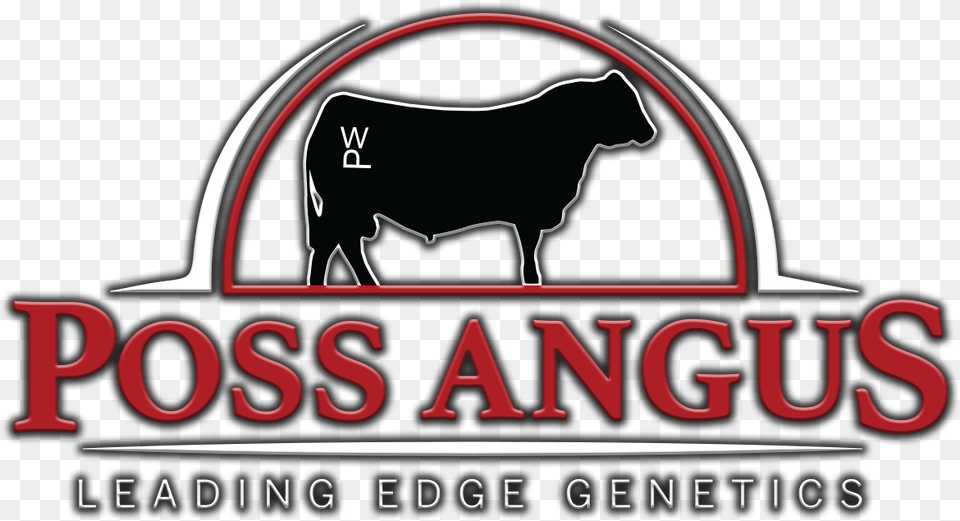 Poss Angus Bull, Animal, Mammal, Cattle, Livestock Png