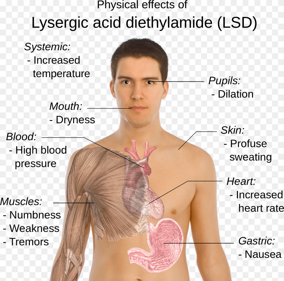 Possible Physical Effects Of Lysergic Acid Diethylamide Does Lsd Affect The Body, Neck, Body Part, Face, Person Png
