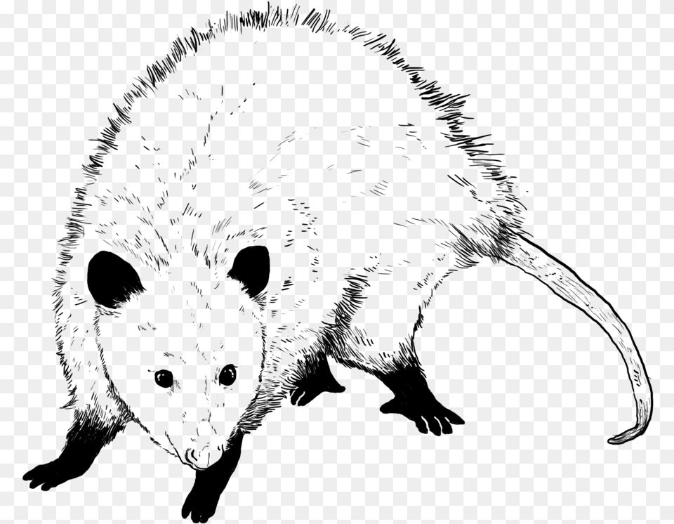 Possum, Silhouette Png