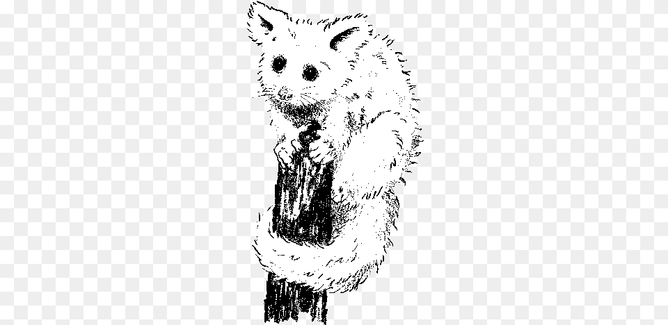 Possum Drawing Leadbeater39s Leadbeater39s Possum Drawing, Person, Animal, Mammal, Face Free Transparent Png