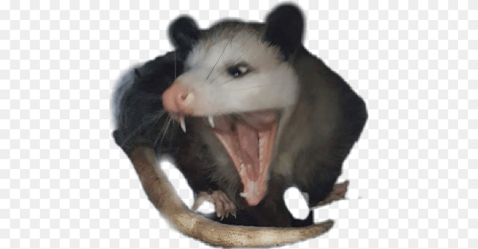 Possum Fang, Animal, Mammal, Wildlife, Rat Png