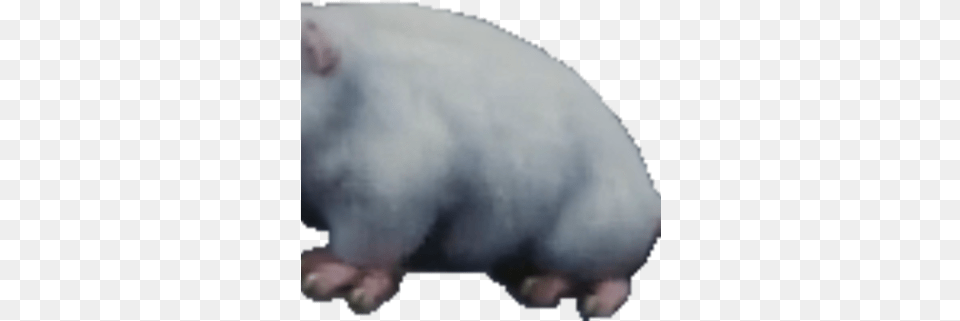 Possum Hippopotamus, Animal, Mammal, Rodent, Pet Png Image