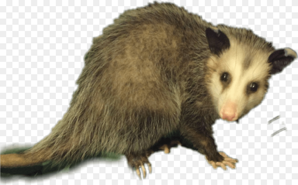 Possum Opossum Animal Wildlife Sticker Opossum, Mammal, Rat, Rodent Png Image