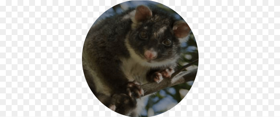 Possum Possum, Animal, Mammal, Rat, Rodent Png