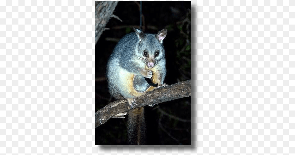 Possum Rescue Possum, Animal, Mammal, Wildlife, Rat Png Image