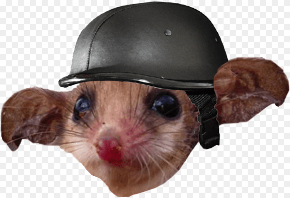 Possum With Helmet, Animal, Mammal, Rat, Rodent Png