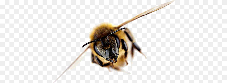 Post Navigation New Zealand Honey Bee, Animal, Apidae, Bumblebee, Insect Free Png Download