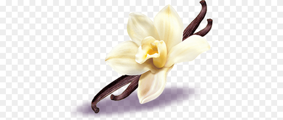 Post Navigation Vanilla, Flower, Plant, Anther, Orchid Free Transparent Png