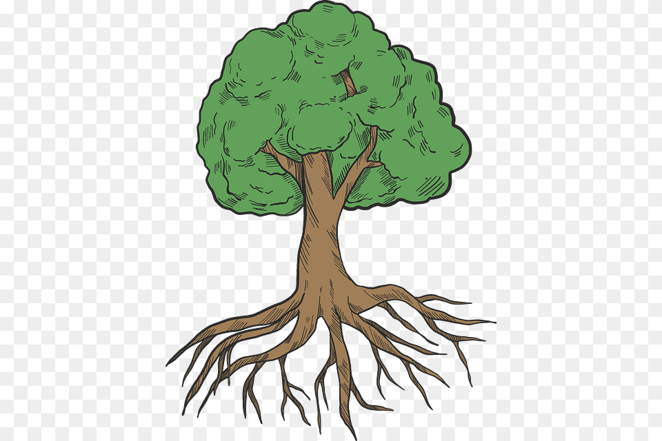 Post Oak, Plant, Tree, Root, Art Free Transparent Png