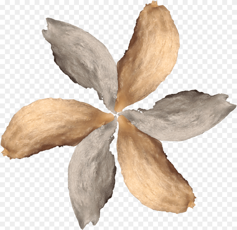 Post Oak Download Illustration, Food, Produce, Plant, Nut Png Image