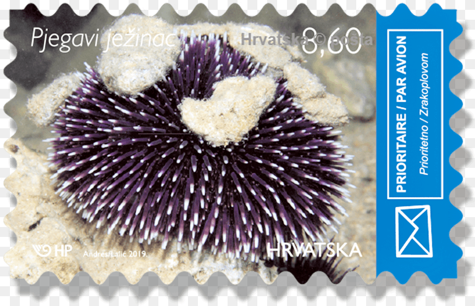 Postage Stamp, Animal, Fish, Sea Life, Invertebrate Free Transparent Png