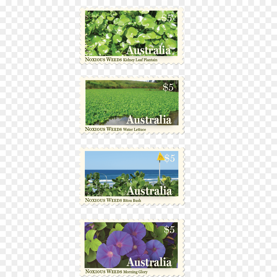 Postage Stamp Design Byron Bay Graphic Designs Loretta Blue Violet, Flower, Plant, Postage Stamp, Petal Free Transparent Png