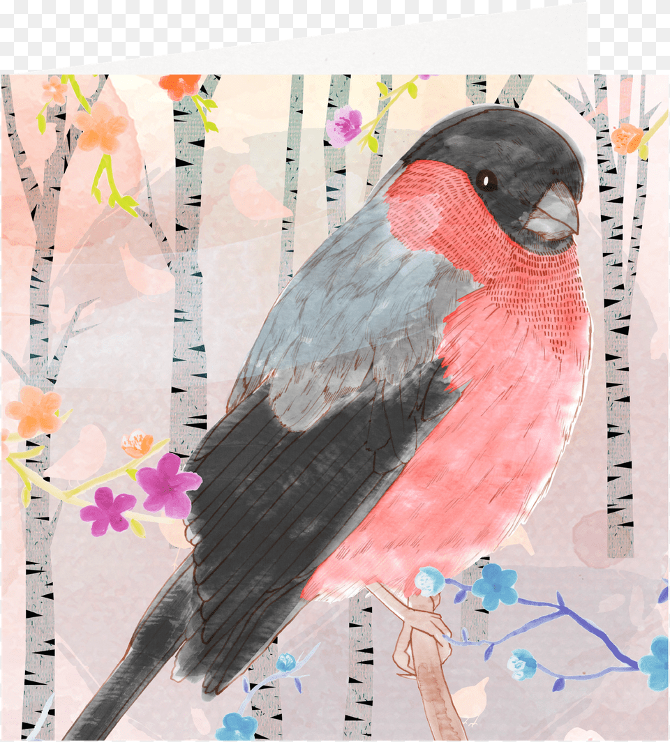 Postcard Drawing Watercolor Paint Rose Breasted Grosbeak, Animal, Bird, Finch, Art Free Png