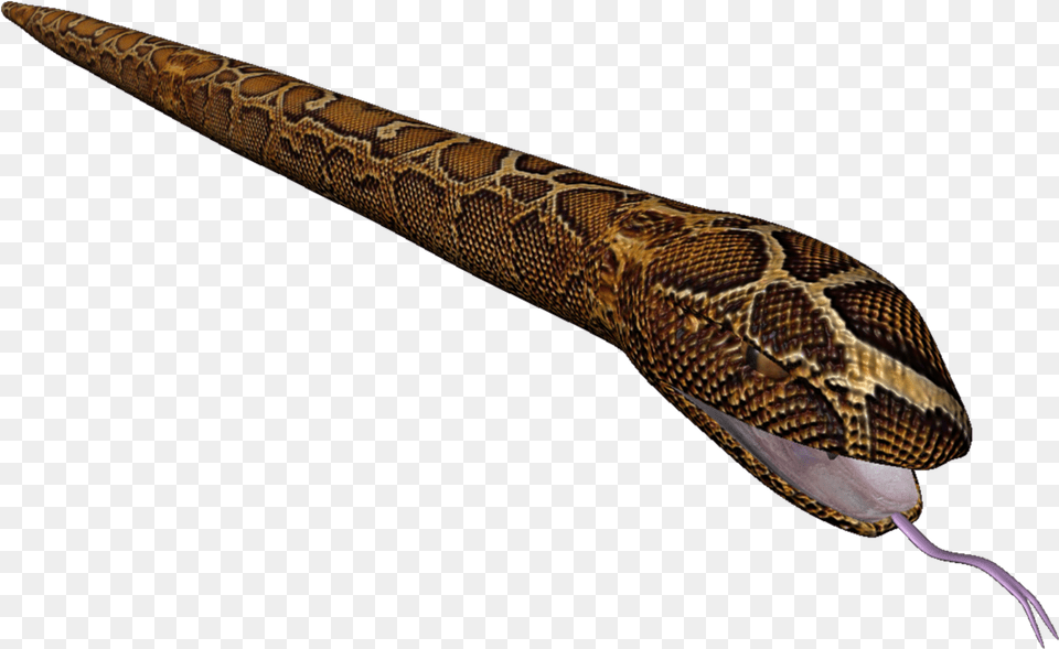 Posted 20th June 2013 By Tyler Frenguelli Northern Copperhead, Animal, Reptile, Blade, Dagger Free Transparent Png