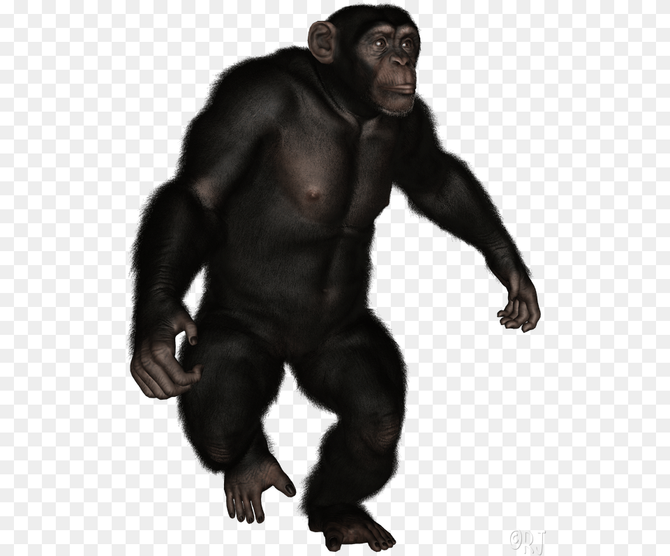 Posted By Rj At, Animal, Ape, Mammal, Wildlife Free Png Download