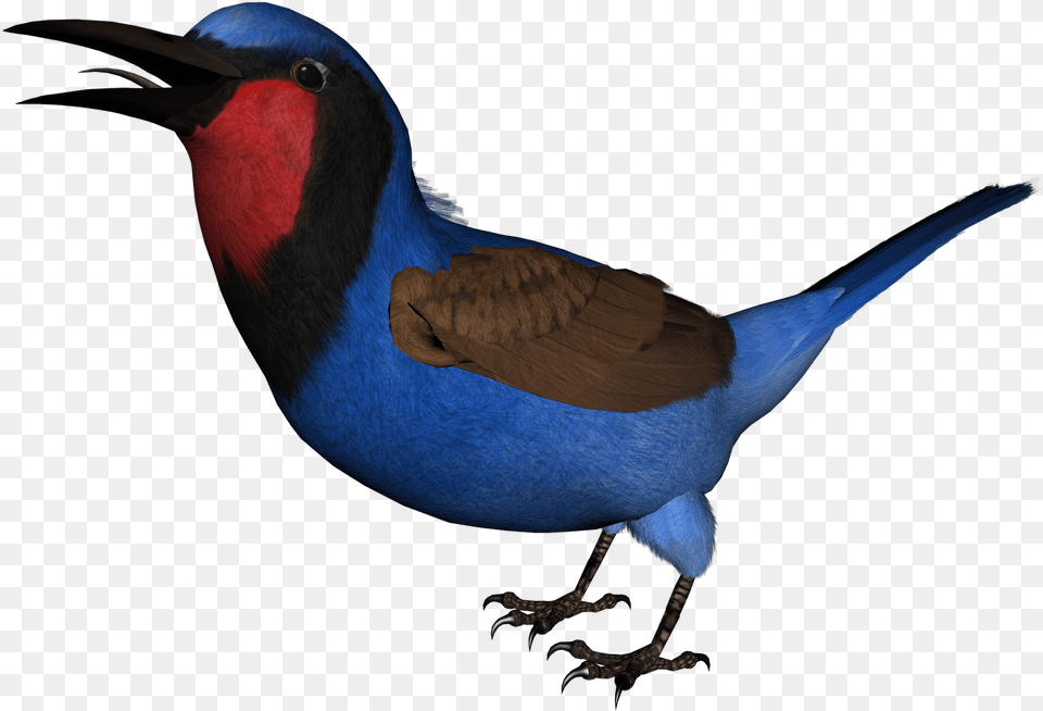 Posted By Todd A At Swallow, Animal, Bird, Finch, Beak Free Transparent Png