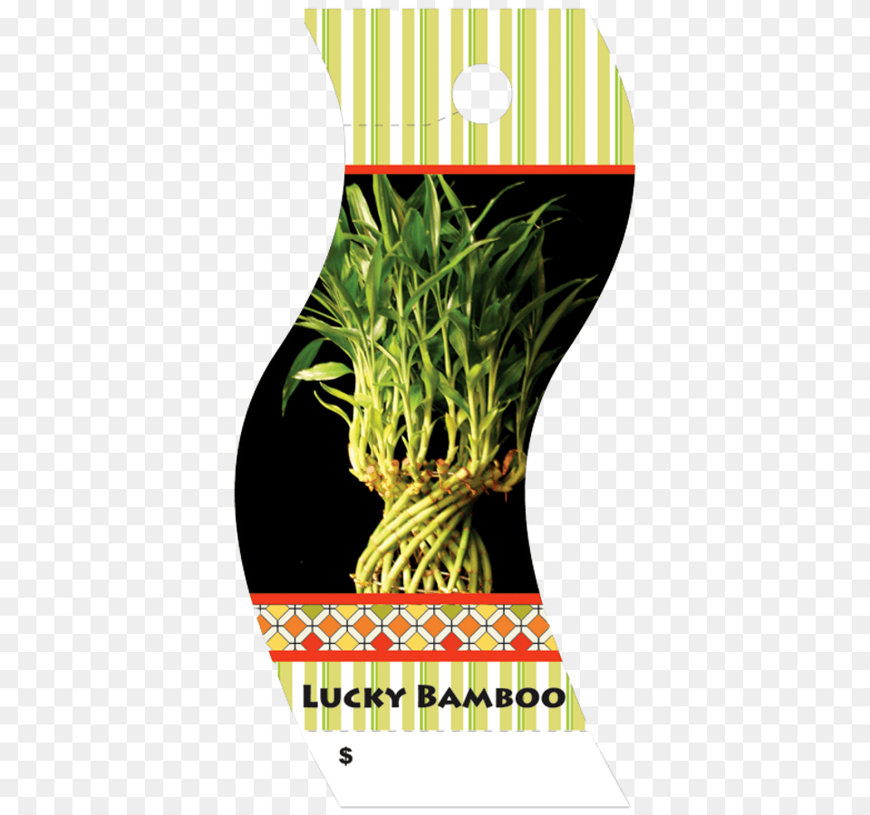 Poster, Jar, Plant, Potted Plant, Pottery Png
