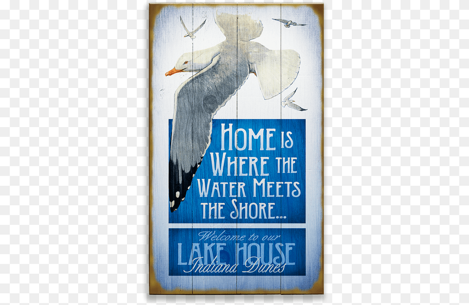 Poster, Advertisement, Animal, Bird, Seagull Png Image