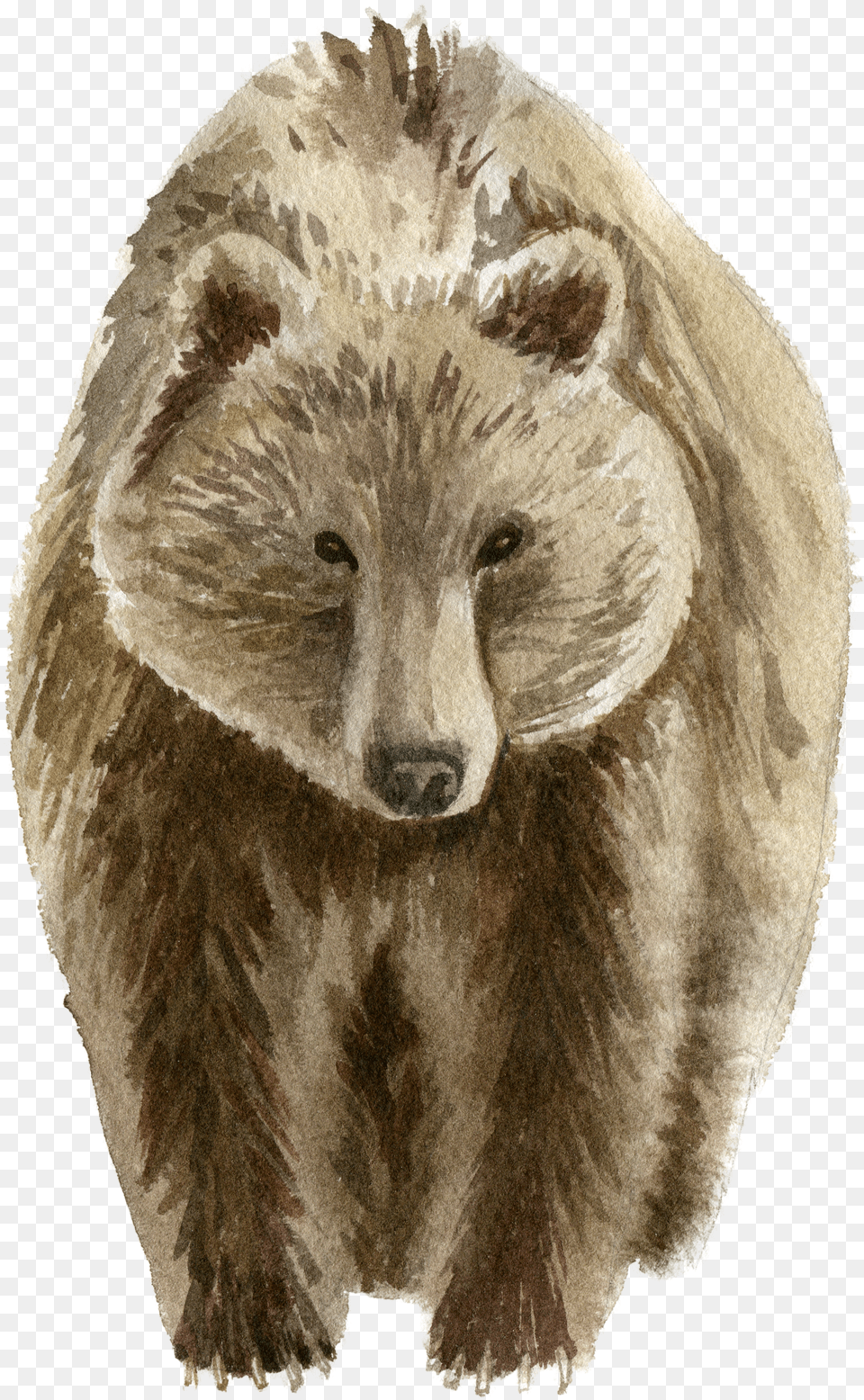 Poster Bear Brown Png Image