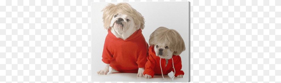 Poster Cole39s Cute Dogs Wearing Exercise Clothing, Baby, Person, Animal, Canine Png Image