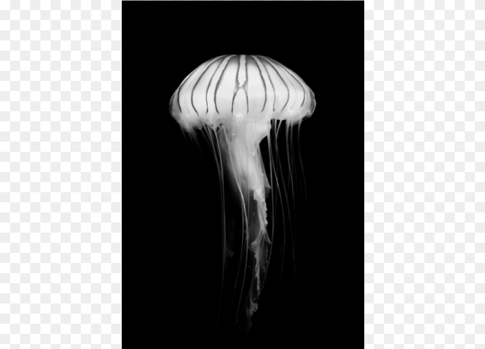 Poster Jellyfish Jellyfish, Animal, Sea Life, Invertebrate, Person Png Image