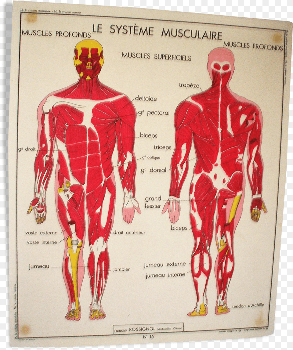 Poster School Nightingale The Muscular System The Carte Corps Humain Vintage, Adult, Person, Man, Male Free Png