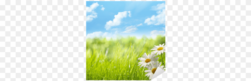 Poster Zhang39s Natural Background With Daisy Flower, Plant, Outdoors, Nature, Grassland Free Transparent Png