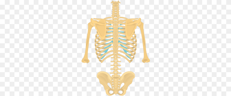 Posterior View Of The Vertebral Column And Rib Cage Thoracic Vertebrae On Skeleton, Chandelier, Lamp Free Png