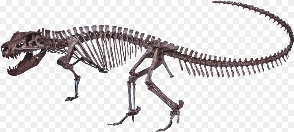 Postosuchus Kirkpatricki Postosuchus Skeleton, Animal, Dinosaur, Reptile Png Image