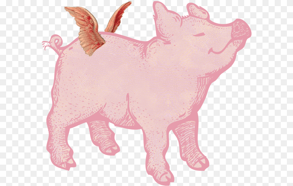 Posts About Pig Written By Gunnvor Karita Pig With Wings, Animal, Mammal, Hog, Boar Png Image