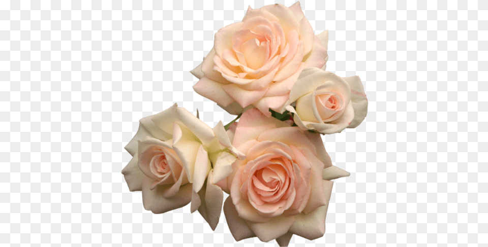 Posts Flower Roses Pink Umfag U2022 Purple Aesthetic Flowers, Flower Arrangement, Flower Bouquet, Plant, Rose Free Transparent Png