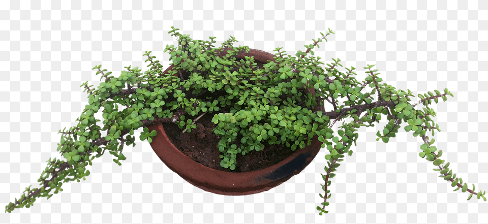 Pot Herbs, Plant, Potted Plant Png