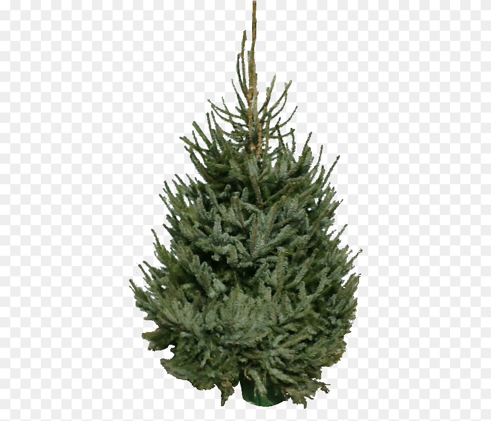 Pot Culture Omorika Christmas Tree, Conifer, Pine, Plant, Fir Png