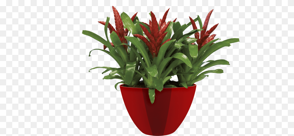 Pot De Fleur En Boule, Plant, Potted Plant, Jar, Planter Png Image