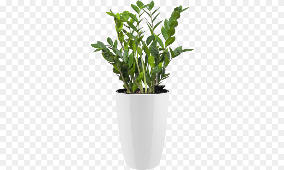 Pot De Fleur Haut Interieur, Jar, Plant, Planter, Potted Plant Png