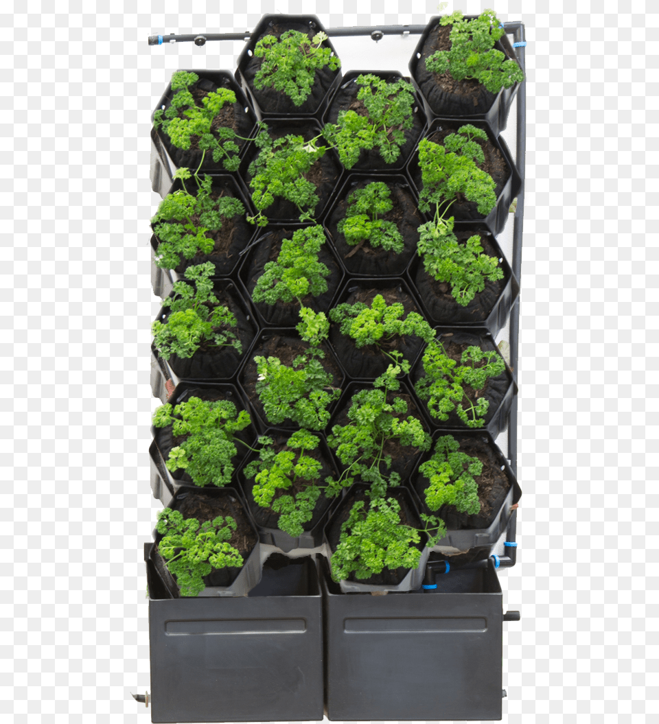 Pot Green Wall Automated, Herbs, Parsley, Plant, Potted Plant Free Transparent Png